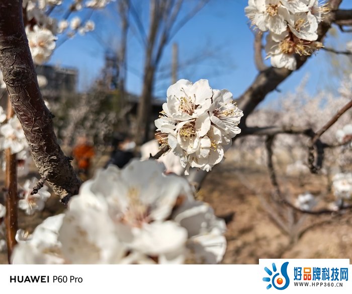 华为P60 Pro上手体验：设计与影像双双革新，长焦夜景很有东西